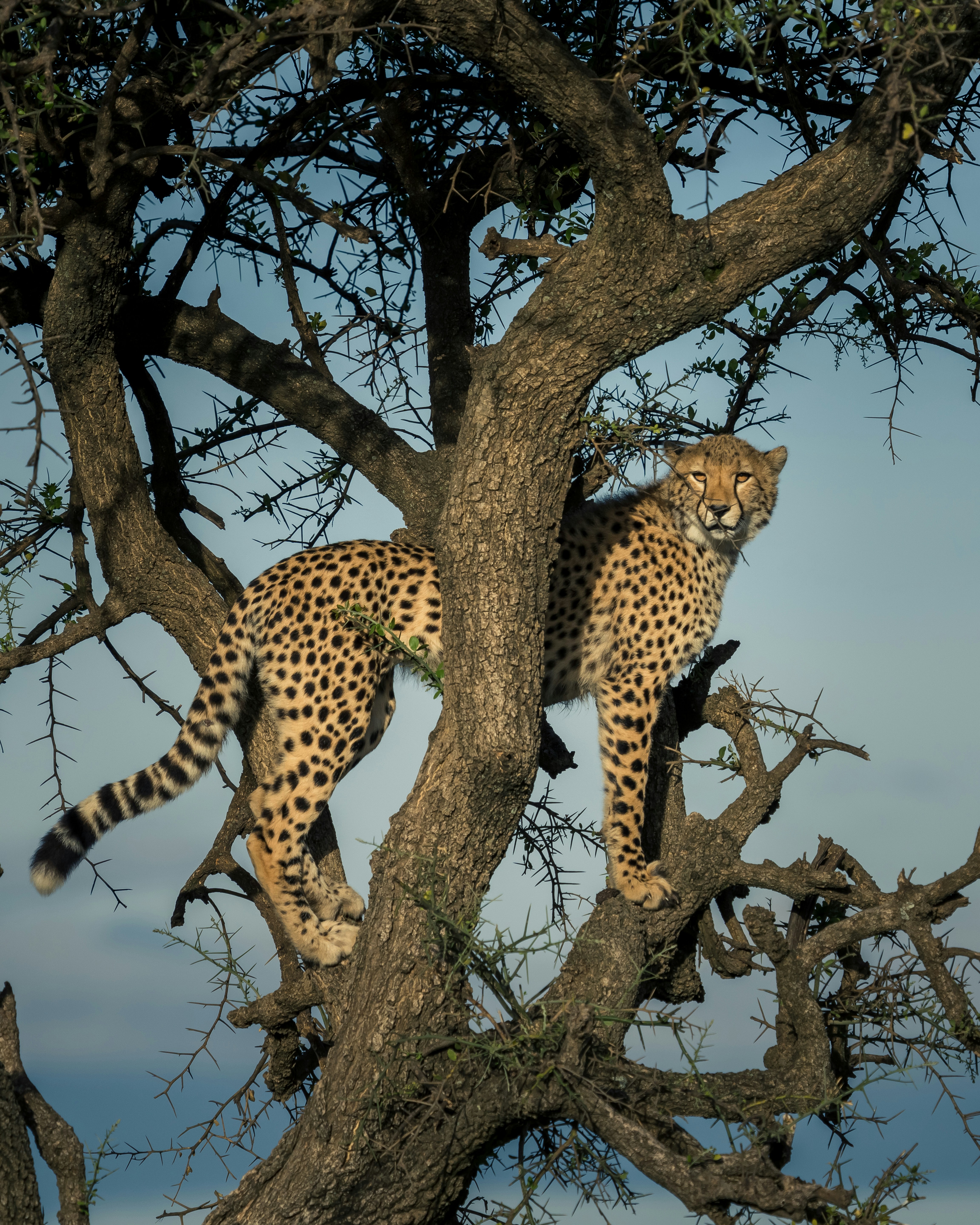 Natural world photography — cheetahs in acacia tree