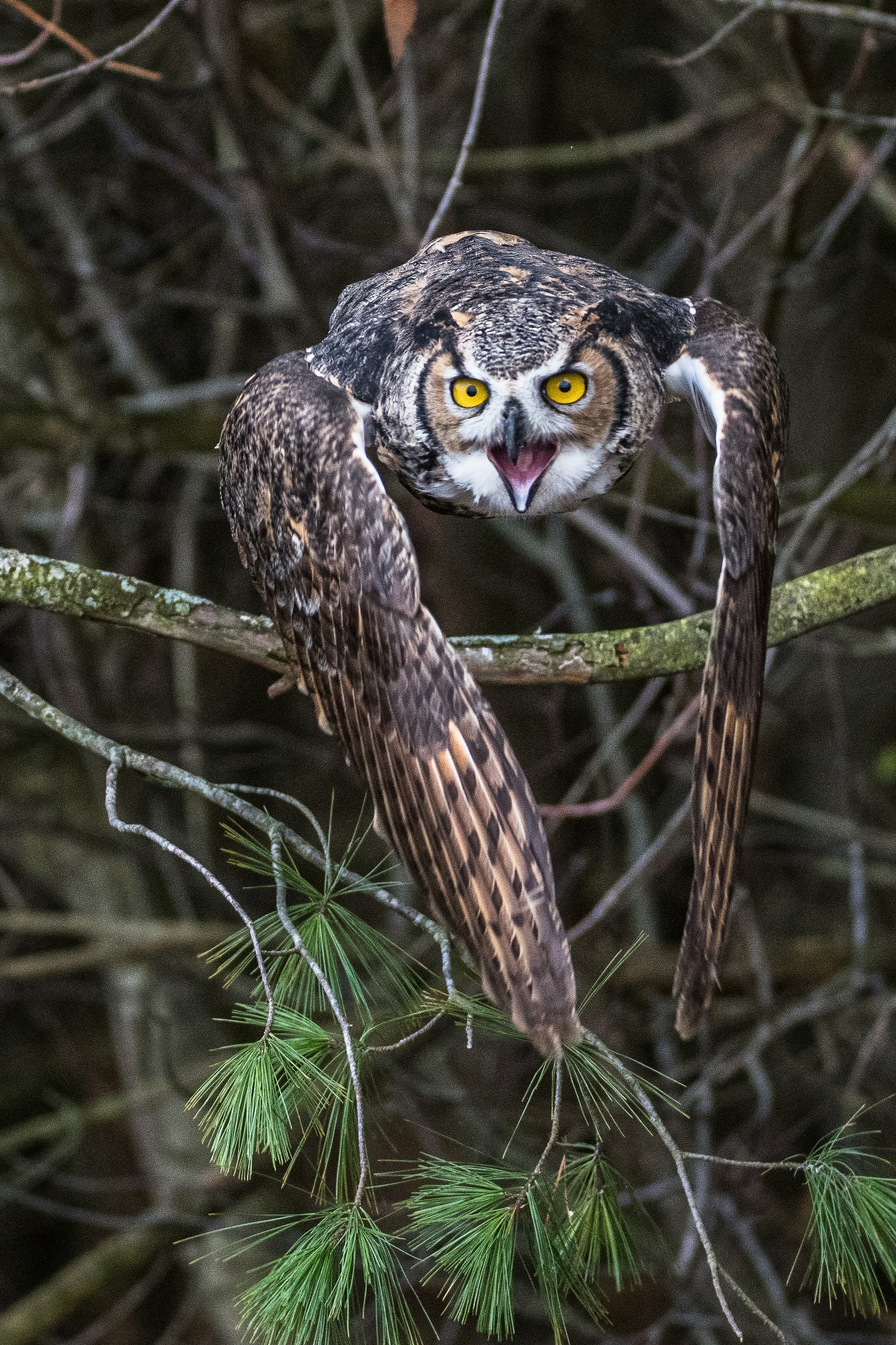Wildlife photography — great horned owl